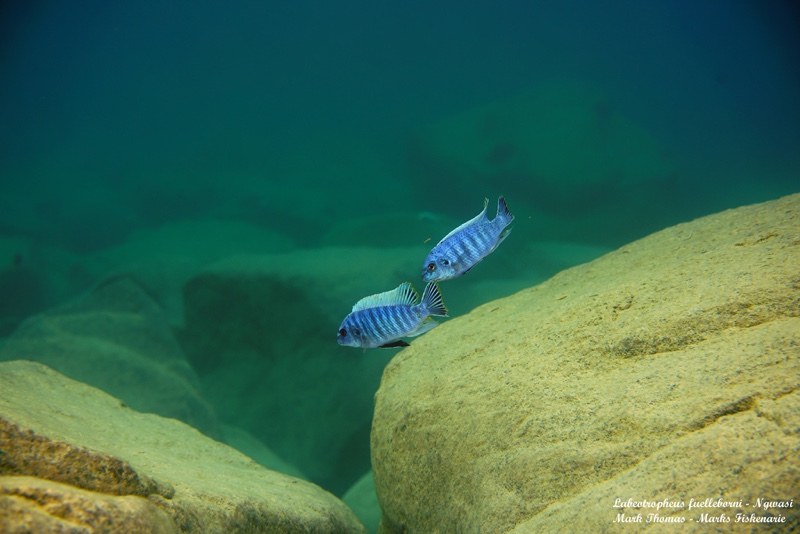 Labeotropheus fuelleborni 'Ngwasi'